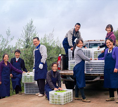 油橄榄深开发,浪潮质量码为其赋上“数字身份证”